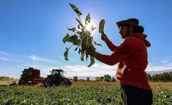 Tarım üreticilerinin beklemediği gelir hesaba yattı